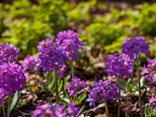 Obraz premium Primrose small-toothed or small-toothed primrose ( lat. Primula denticulata ) is a perennial herbaceous plant of the genus Primrose