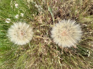 Seed heads of Tragopogon pratensis (commonly known as meadow salsify or jack-go-to-bed-at-noon) in...
