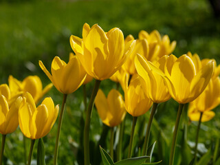 Obraz premium Gorgeous bright yellow tulips in the garden. Cultivation of bulbous plants. Yellow tulips bloom in early spring