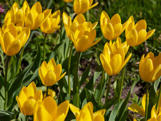 Obraz premium Gorgeous bright yellow tulips in the garden. Cultivation of bulbous plants. Yellow tulips bloom in early spring