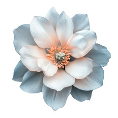 Elegant white flower blossom isolated on transparent background