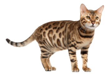 Spotted Bengal Cat Side View on PNG Background