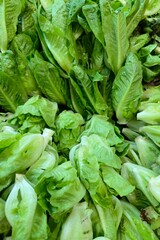 Close-up of fresh green organic lettuce leaves, including romaine and butterhead lettuce, displayed together. Freshly harvested.