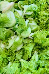 Close-up of fresh green organic lettuce leaves, including romaine and butterhead lettuce, displayed together. Freshly harvested.