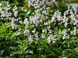 Heartsease , or Toothwort ( Latin-Cardamine ) is a genus of herbaceous plants of the Cabbage family