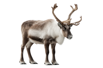 Christmas Reindeer with No Background