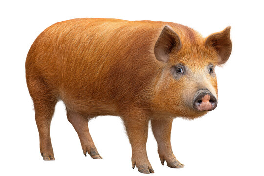 Robust Duroc Pig - Transparent Image
