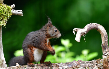 Eichhörnchen