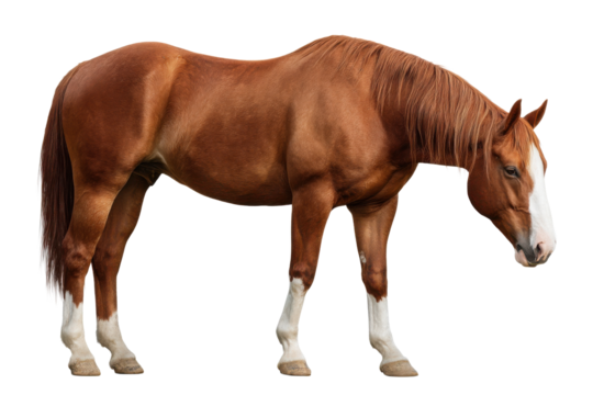 Portrait of a Brown Quarter Horse on Transparent Background