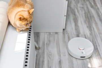 Cat hiding from working robot vacuum cleaner.
