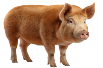 Duroc Pig Isolated on Transparent Background