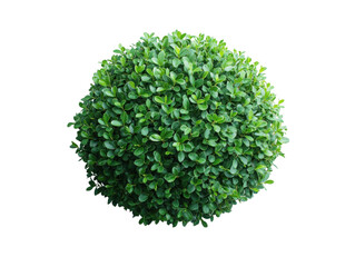 A small green bush with green leaves
