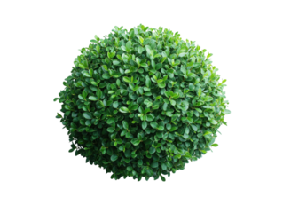 A small green bush with green leaves