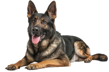 Working Dog - Studio Shot