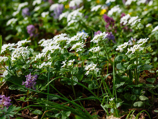 Garlic toad (Latin- Alliaria petiolata ) is a herbaceous biennial plant in spring time