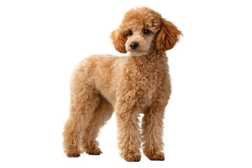 Poodle Dog Isolated on Transparent Background