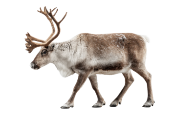 Reindeer Isolated on Transparent Background