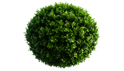 CG Modeled Shrub – Natural Green Plant Cluster, Transparent PNG