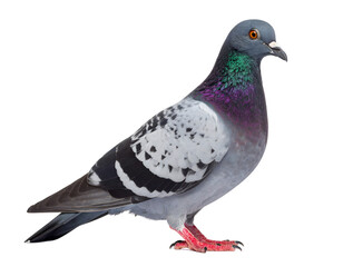 Fototapeta premium Pigeon with iridescent neck, gray body, black/white wings, and red feet, on a white background.
