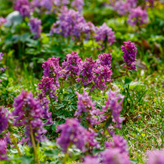 Corydalis cava ( Latin- Corydalis cava ) is a species of dicotyledonous flowering plants