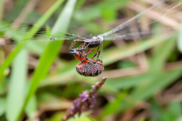 Orbweaver spider (Alpaida versicolor) eating a beetle