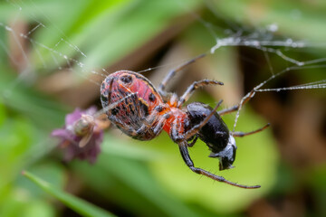 Orbweaver spider (Alpaida versicolor) eating a beetle
