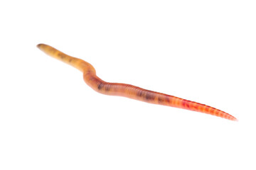 Redworm (Eisenia fetida)