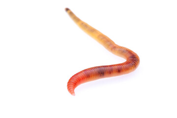 Redworm (Eisenia fetida)