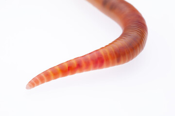 Redworm (Eisenia fetida)