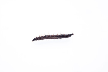 Bathroom Moth Fly (Clogmia albipunctata)