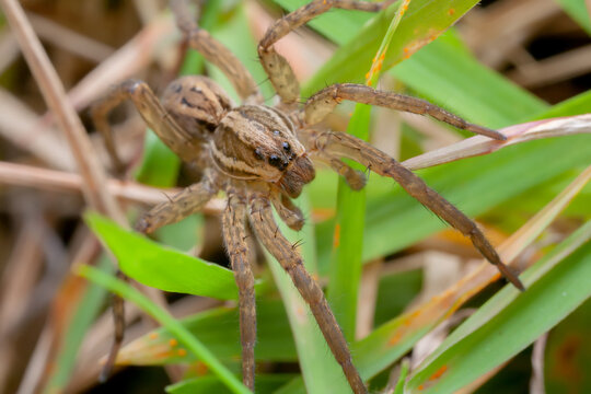 Wolf spider