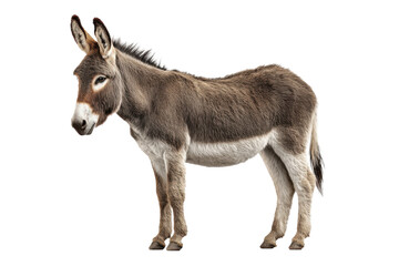 Fototapeta premium Mule Isolated on Transparent Background