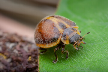 Plant-eating Lady Beetle (Epilachna clandestina)