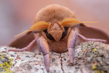 Royal moth (Adeloneivaia subangulata)