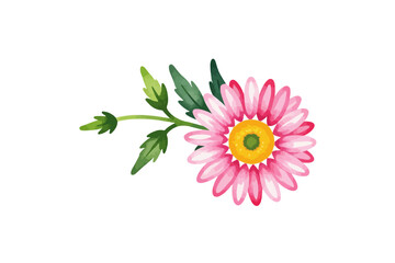 Fototapeta premium Watercolor Pink Daisy Illustration-Floral Design Element with Green Leaves-Botanical Art for Spring Projects and Crafts-Delicate Flower Image for Creative Use