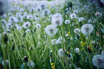 Obraz premium Close-up of white dandelions in the sunlight