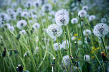 Close-up of white dandelions in the sunlight