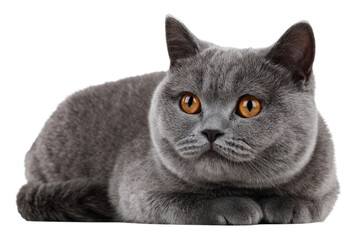 British Shorthair Cat Isolated on Transparent Background