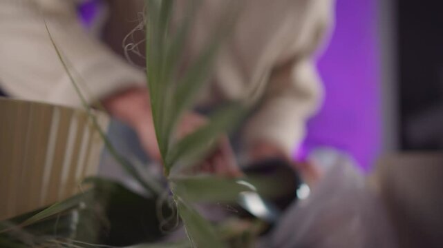 Repotting indoor palm plant in cozy home setting