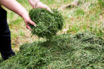 A woman holding freshly cut grass in her hands