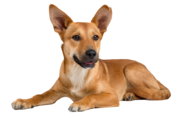 Adorable Canine with No Background