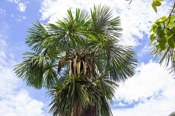 Buriti _ Mauritia Flexuosa