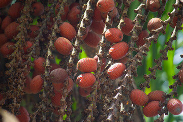 Buriti _ Mauritia Flexuosa