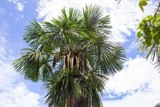 Buriti _ Mauritia Flexuosa