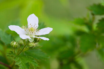 closeup of allegheny blackberry flower