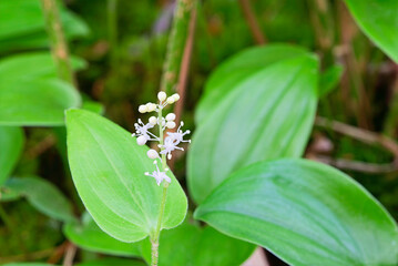 canada mayflower closeup