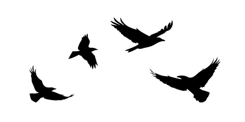 silhouettes of birds