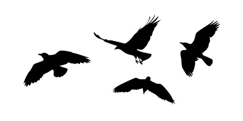 black silhouettes of birds