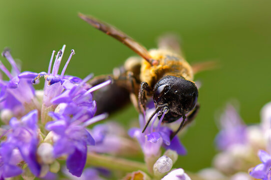 bee on a flower