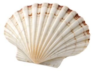 A single scallop shell with ridges and brown markings isolated against a black background close up view